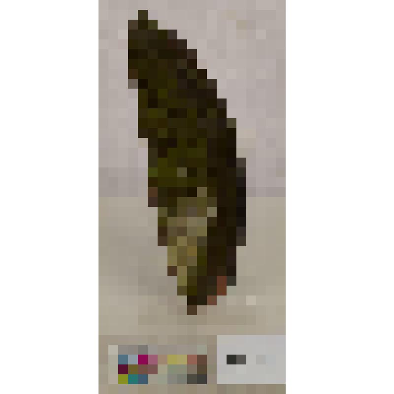 Фрагмент края красноглиняной чаши