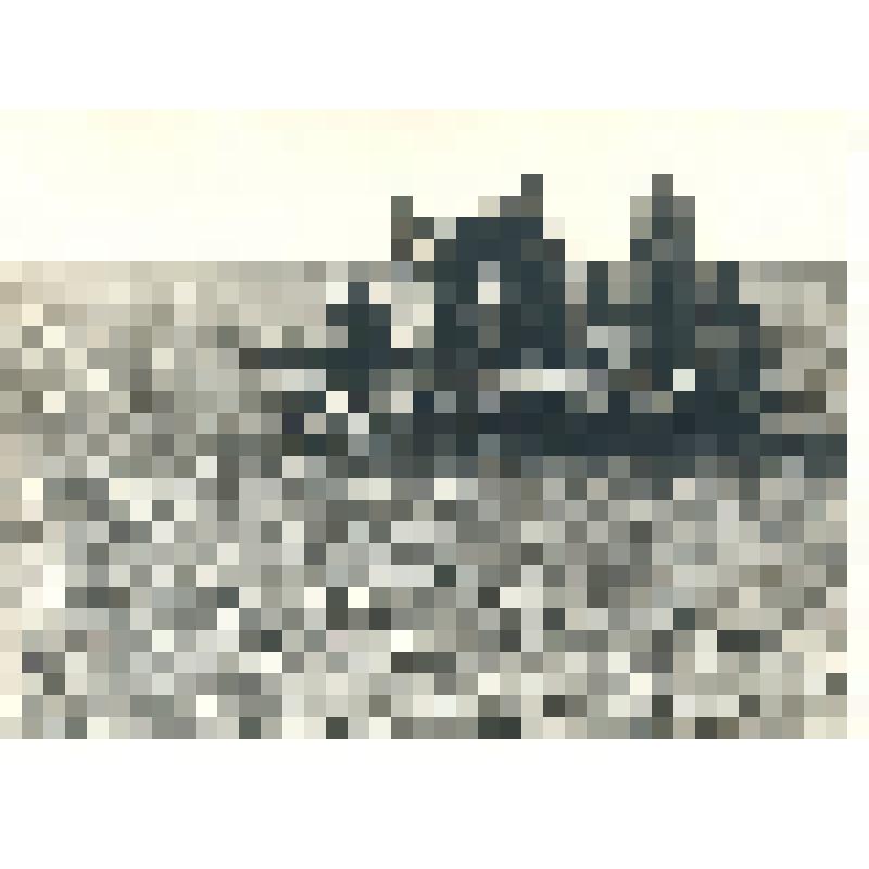 Фотография черно-белая. Подкормка кукурузы (калийной селитрой) в с-зе "Красный Октябрь" Стародубского р-на Брянской обл