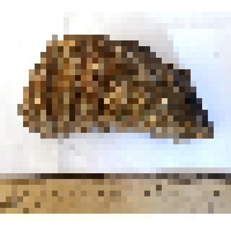 Изолированный нижний правый зуб третьей смены dP4 dex таманского слона Archidiskodon meridionalis tamanensis