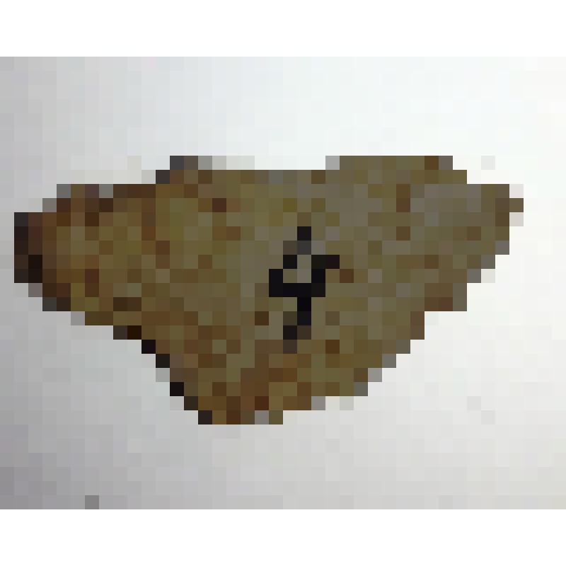 Кан 1999 г. Зеленогорск. Правый берег р. Кан, ниже середины острова, пионерлагерь. Шурф вырезка №1. Развал сосуда