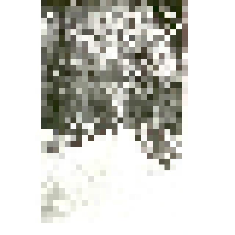 Фотография. Саратов. Сад "Липки", из коллекции материалов о Полущеве Вадиме Федоровиче, велосипедисте, яхтсмене