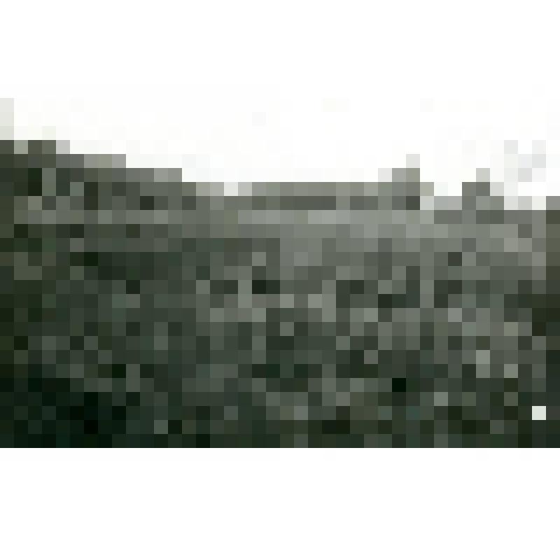 Фотография. Луг возле леса