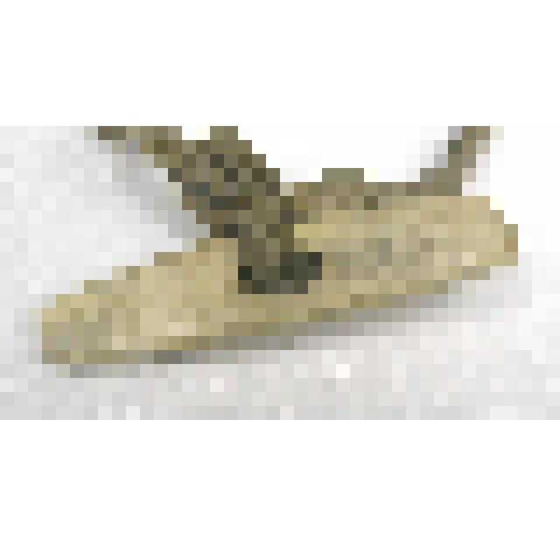 Пуговица костяная