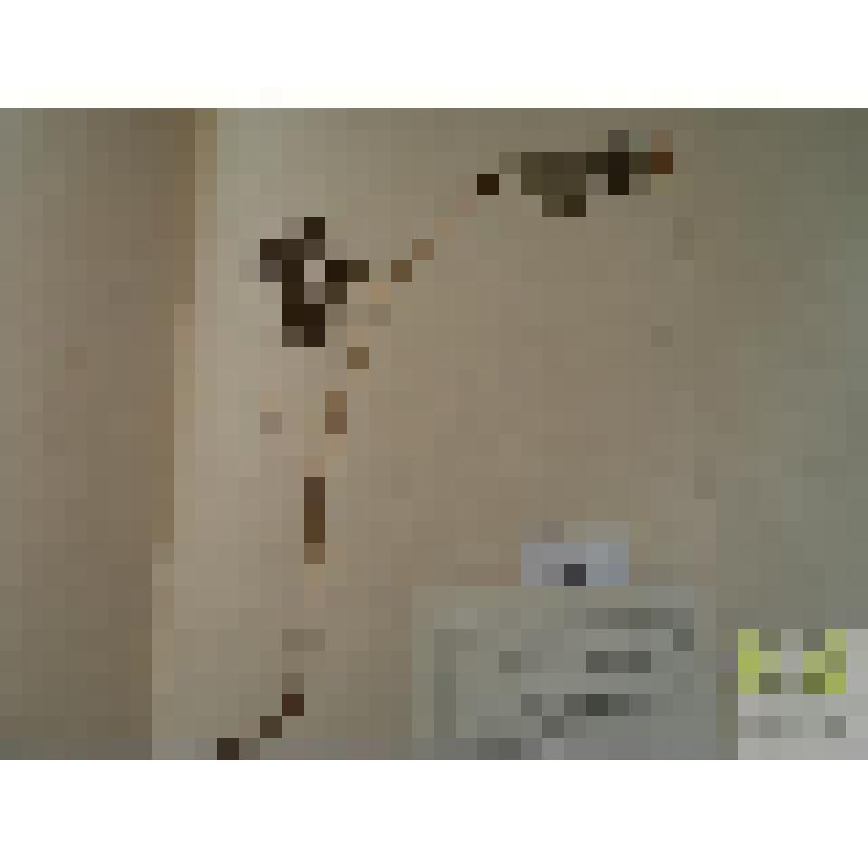 Купальница европейская (Trollius europaeus L.)