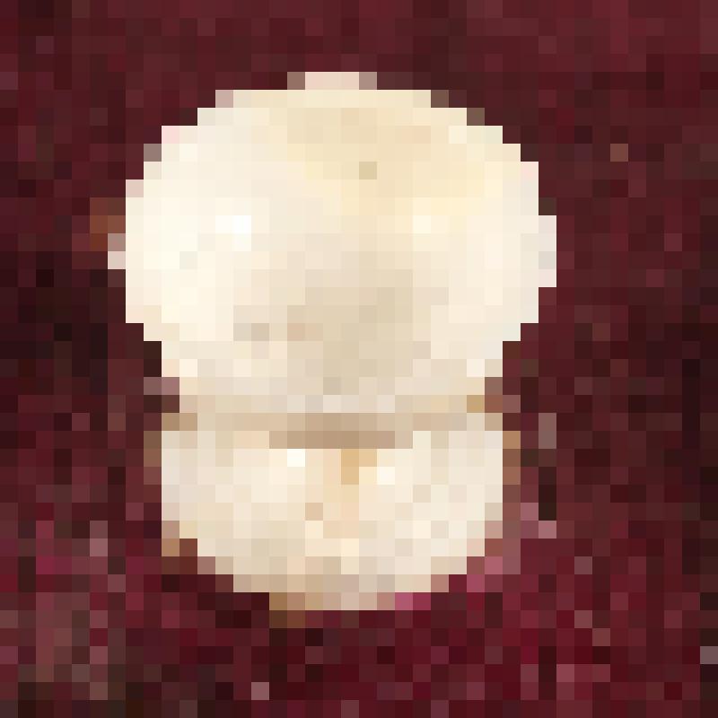 Коробка с костяными бирюльками: креманка