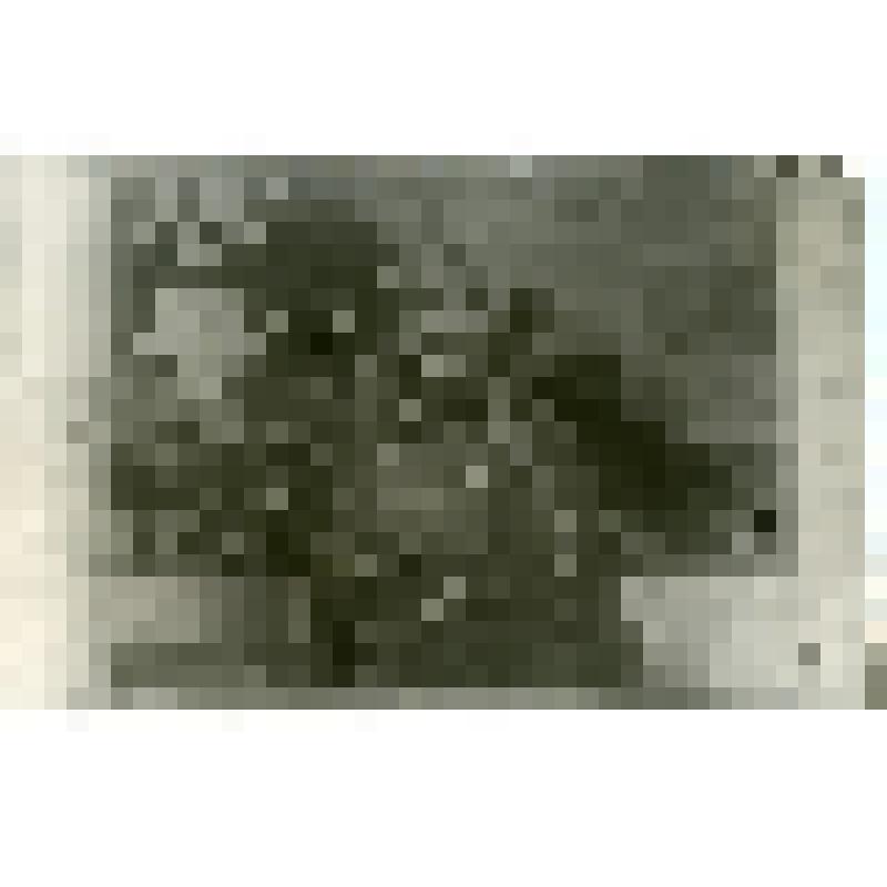 Юлия Яворская - санитарка, вынесшая 56 раненых с поля боя