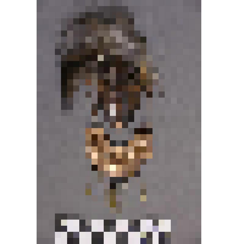 коллекция В.Ф. Лагодича. Талисман на металлической пластине в виде лица человека. С прорезанными глазами. В меховом головном уборе. В хакасском нагрудном украшении «пого»