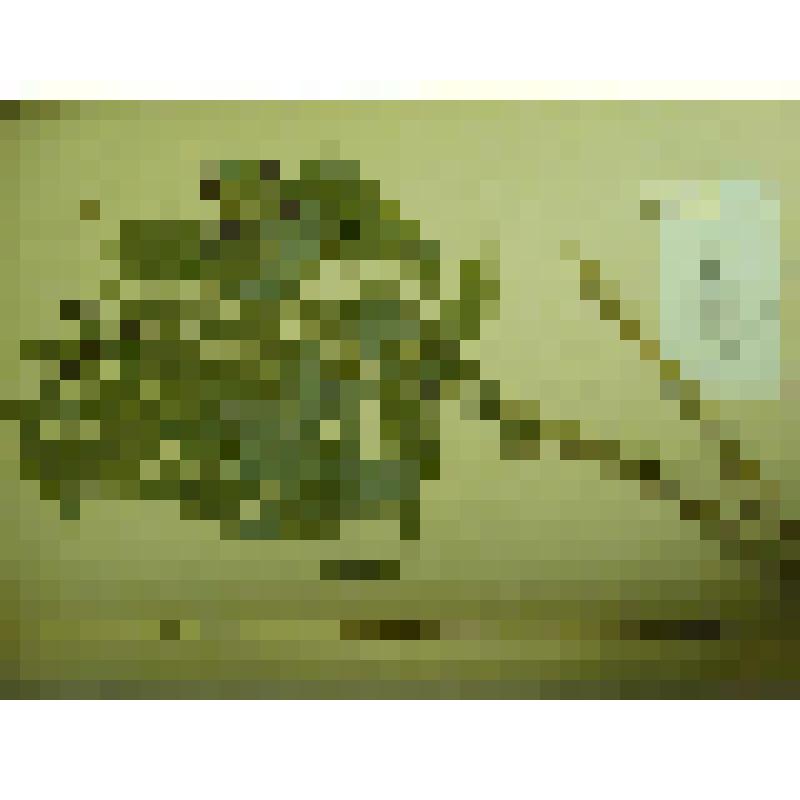 Гербарий. Чина гладкая. Из гербария "Флора Ингрика"