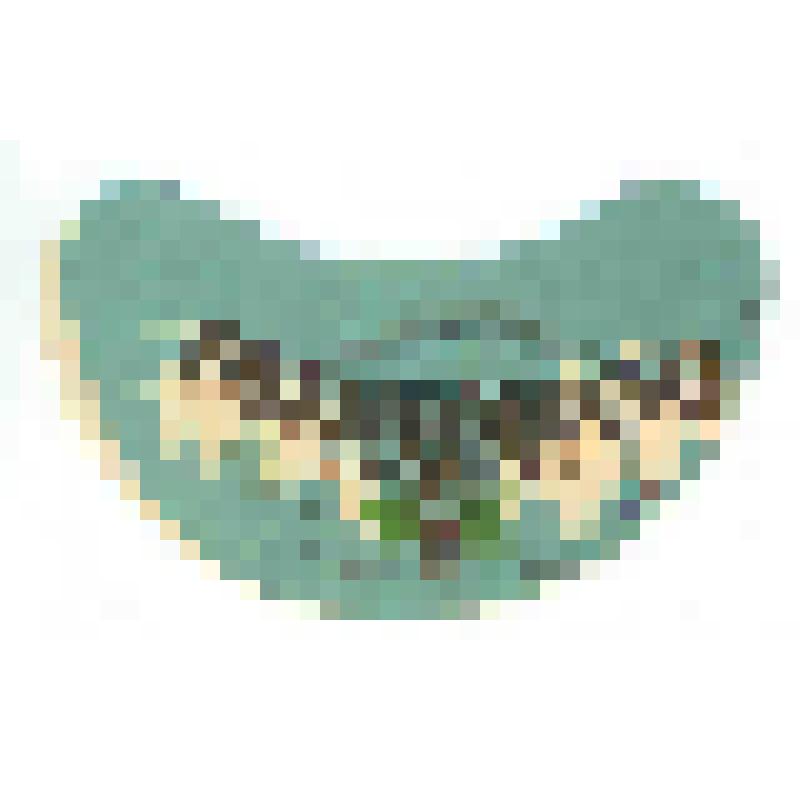 Кольеретка «Рижское пиво» к напитку производства Марксовского пивзавода Саратовской области, из коллекции кольереток - этикеток горловых к бутылкам для пива