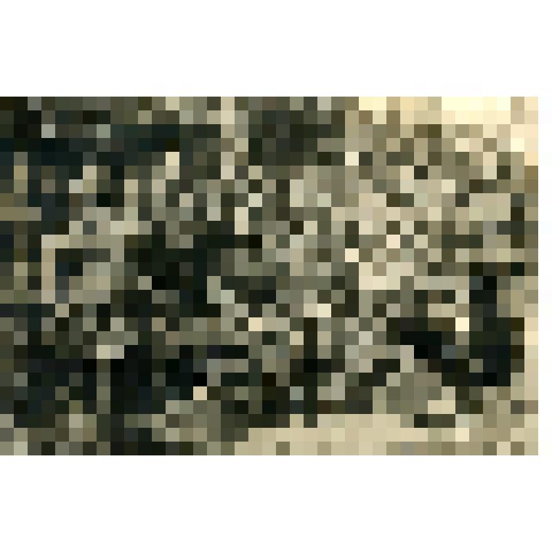Фотография. Госпиталь № 481. Белорусский фронт