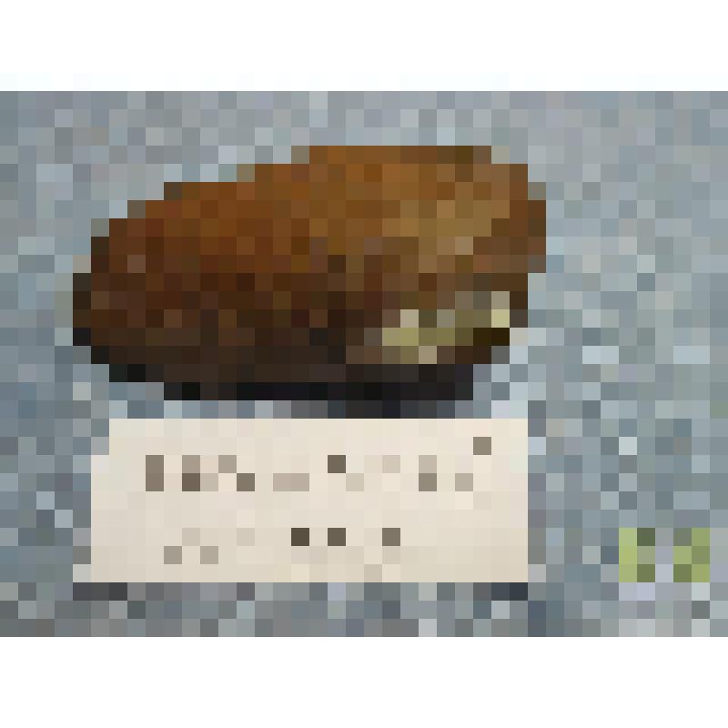 Аллорисма (Allorisma regularis)