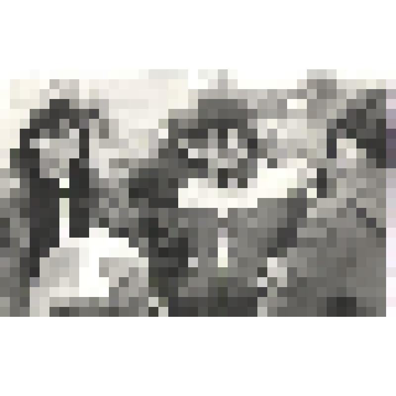 Фотоснимок групповой. Стадион ЗСФ. Соревнования по бегу