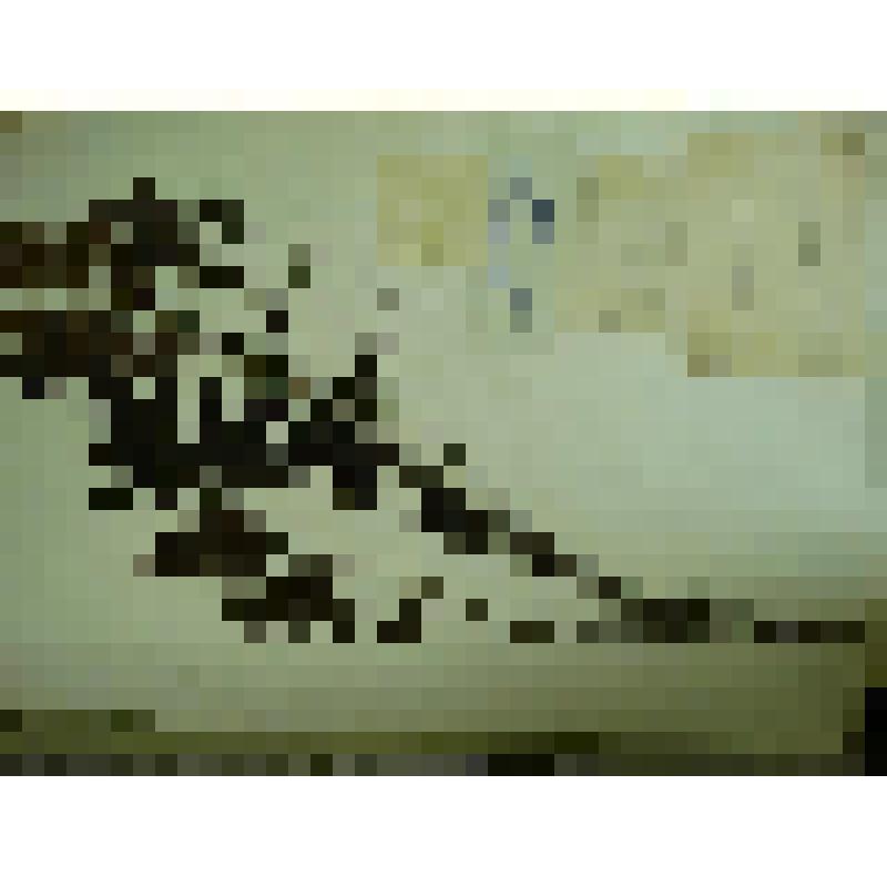 Гербарий. Рябинник рябиннолистный, гербария М.И.Губельмана