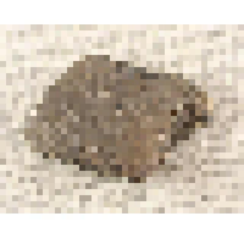 Фрагмент керамики