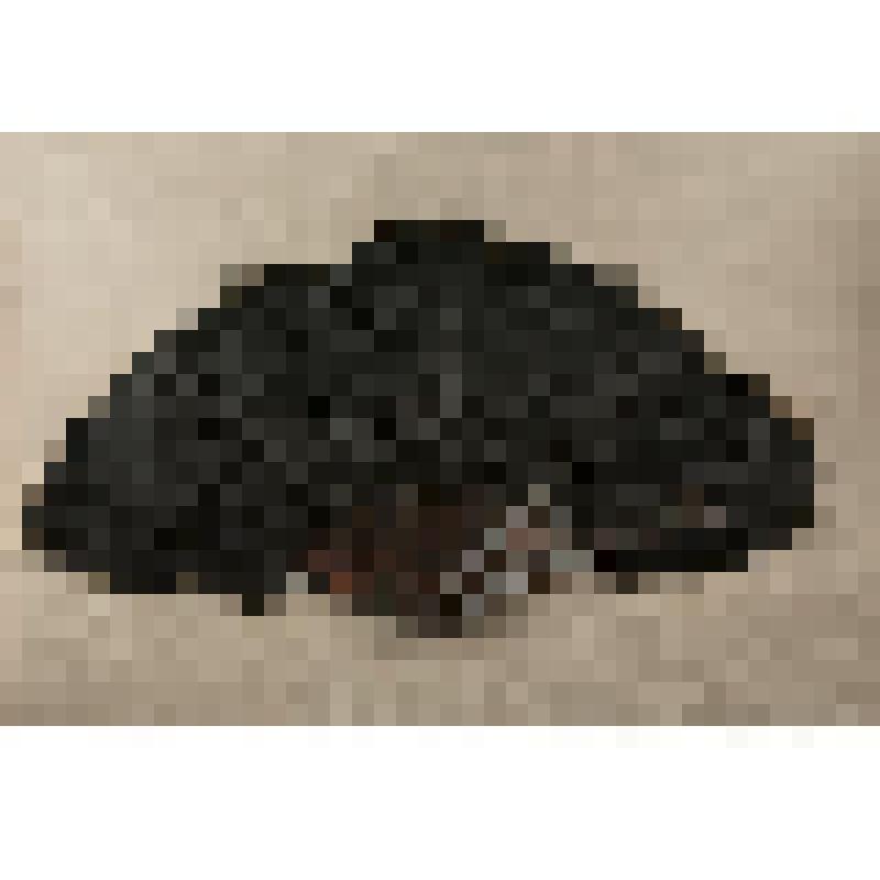 Веер из страусовых перьев