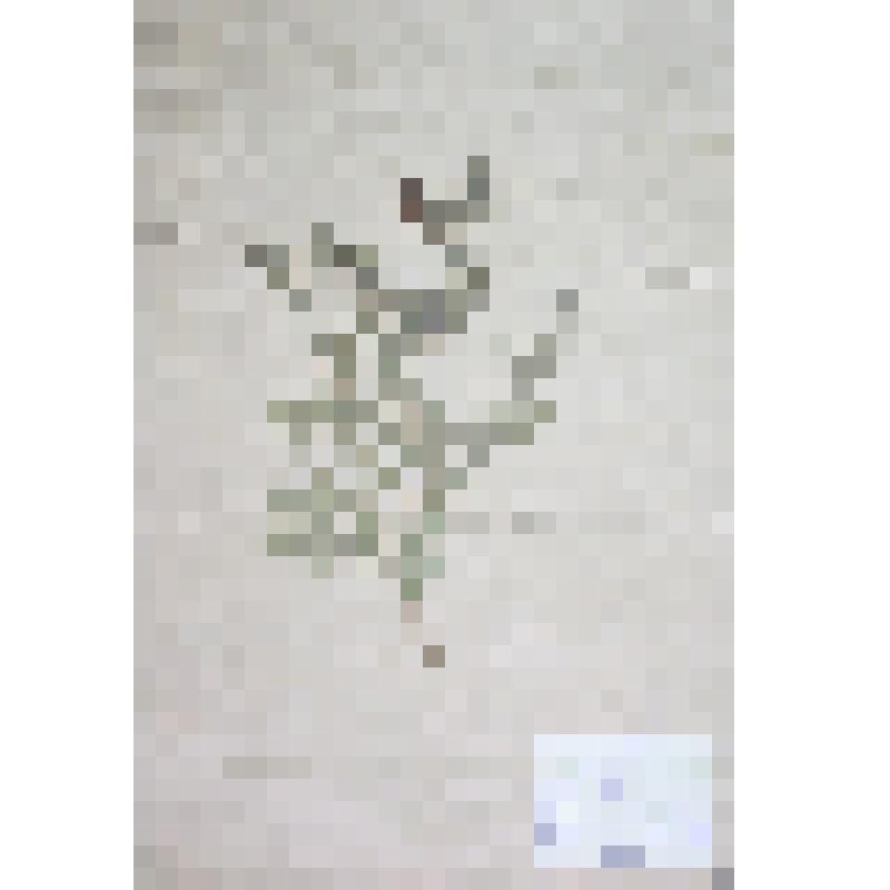 Аморфа обыкновенная Amorpha fruticasa L