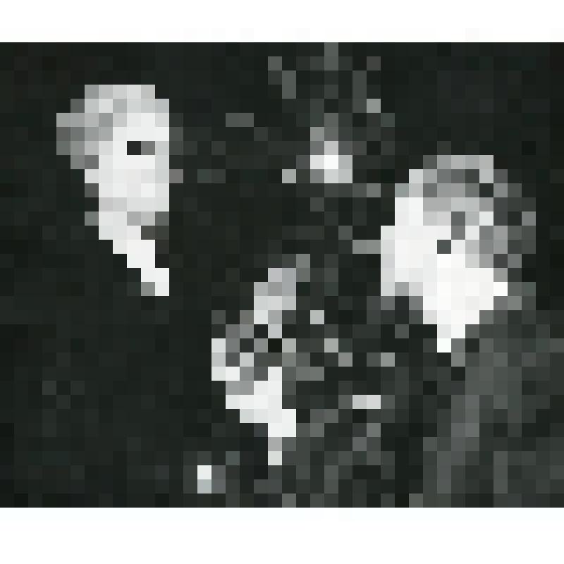 Фотография. "Дни Турбиных". Эстония, Таллин. Эстонский государственный академический театр драмы им. В.Кингисеппа