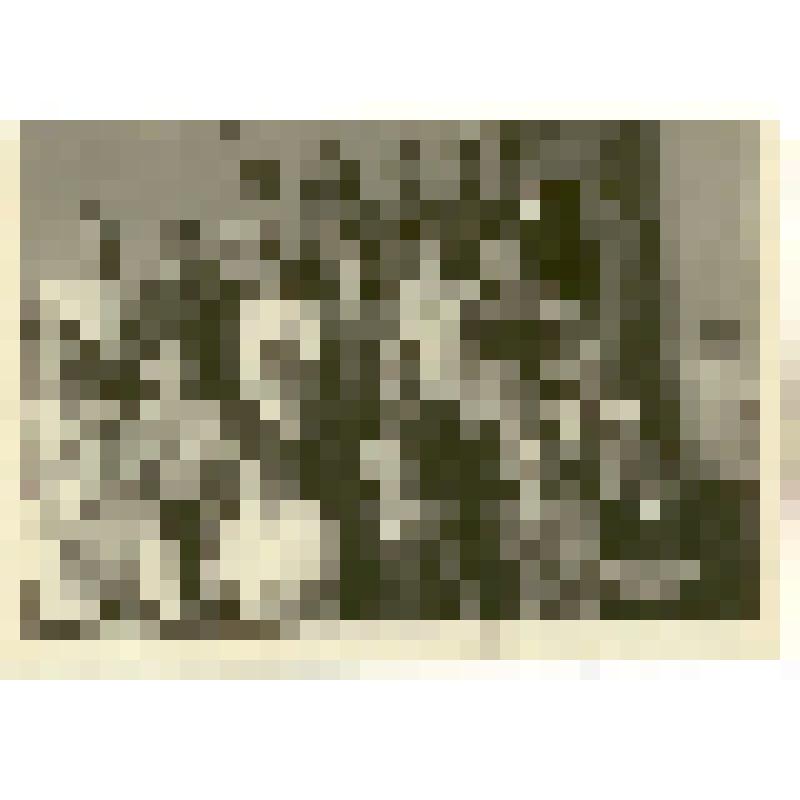 Фотография. Выпускники 1948-го года Саратовского областного техникума физической культуры с  преподавателями