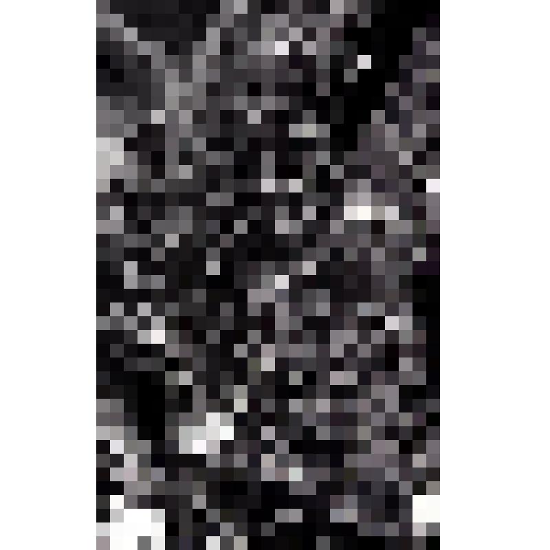 негатив. Пихта Майра. Фрагмент