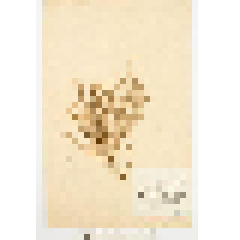 Гербарный экземпляр сосудистых растений. Сведа рожконосная