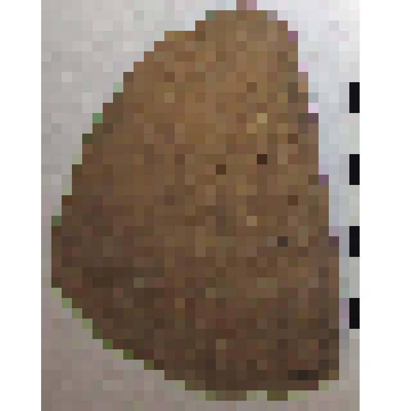 Фрагмент плеча с частью тулова амфоры типа D с дипинто