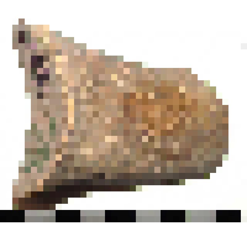 Клеймо на ручке родосской амфоры