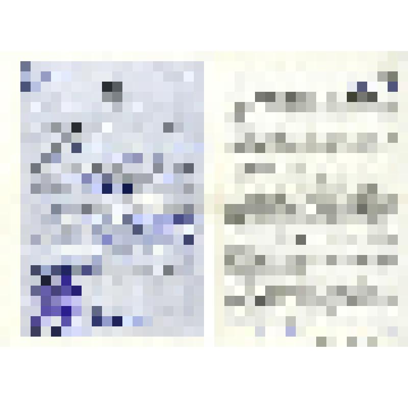 Документ. Свидетельство страховое о добровольном страховании средства транспорта Серии "Е" № 396383, выданное Гордиенко Николаю Кирилловичу в том, что с ним заключен договор о страховании мотоцикла марки "Урал" (М-62) выпуска 1963 года, действующий с 20 а