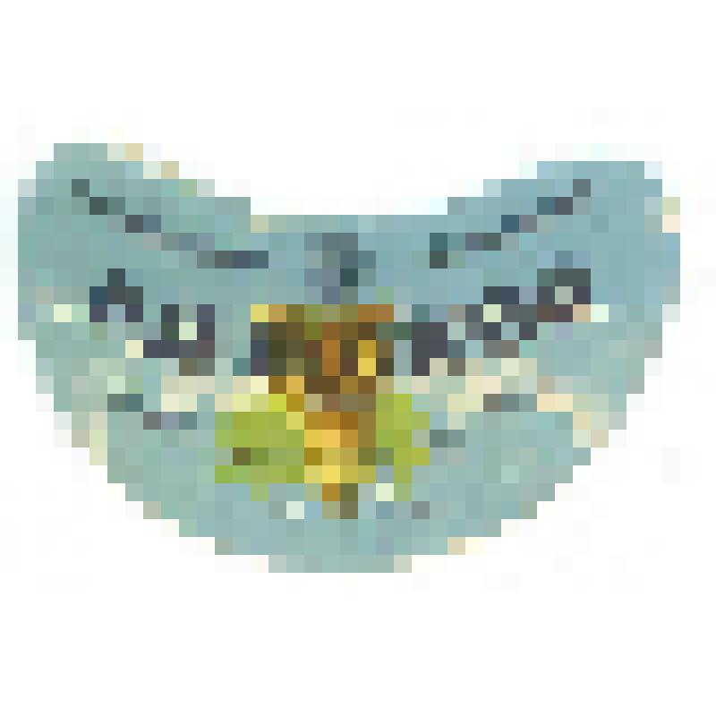 Кольеретка «Рижское пиво» к напитку производства Энгельсского горпищекомбината Саратовской области, из коллекции кольереток - этикеток горловых к бутылкам для пива