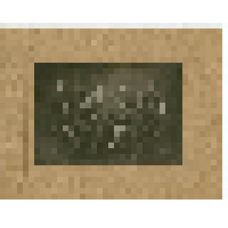 Фотография. Хохлов С.С., член Литгруппы Ассоциации пролетарских писателей г. Красноуфимска, с коллегами, из коллекции материалов Хохлова Сергея Спиридоновича (1910-1974), саратовского ученого-генетика, доктора биологических наук, профессора, зав.кафедрой