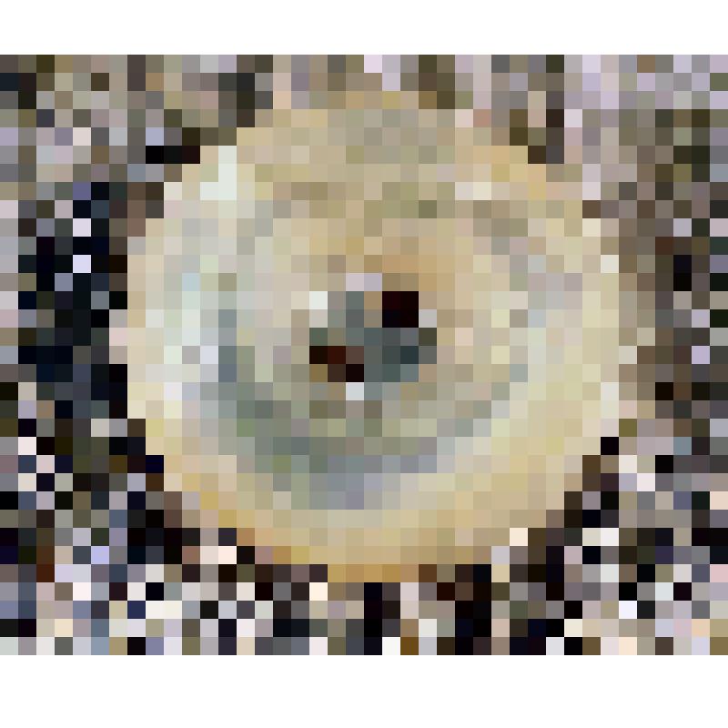 Пуговица перламутровая белая, из коллекции бытовых предметов семьи Соломоновой Любови Яковлевны, зам.директора СОМК по развитию музея