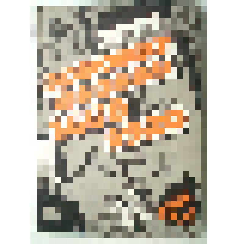 Книга "Донские казаки. 1550-1920. Учебное пособие"