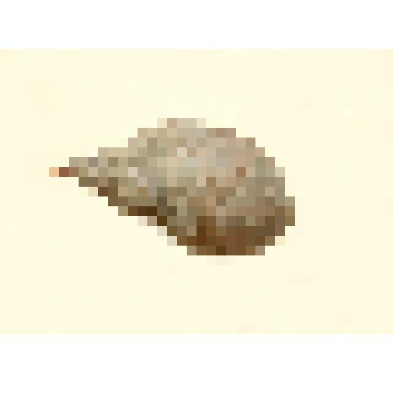 Раковина моллюска прудовика обыкновенного