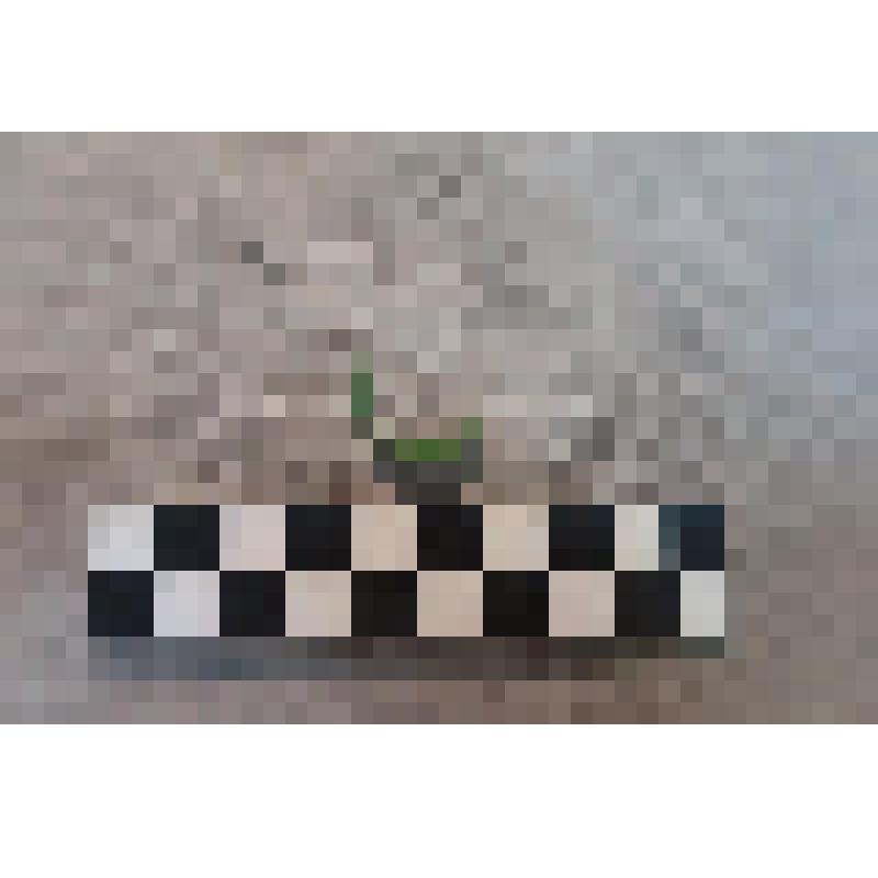 Перстня зеленого фрагмент