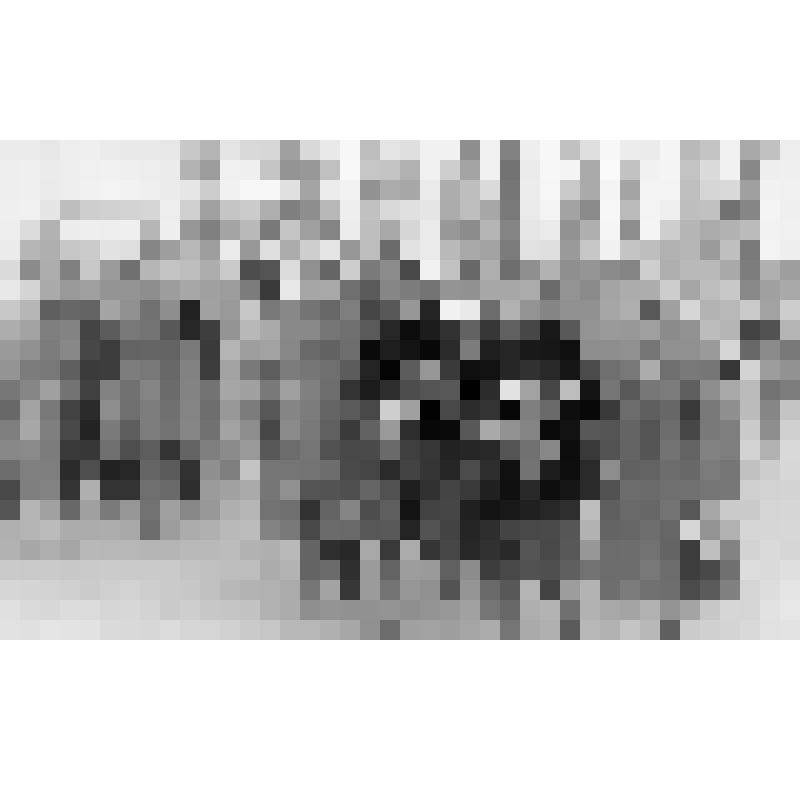 Фото ч/б. Сестры Медведчука Ф.К. на шествии, в связи с перезахоронением в братскую могилу д. Александровка праха троих погибших воинов (идут по территории пос. Андреевка). 18.10.1981 г