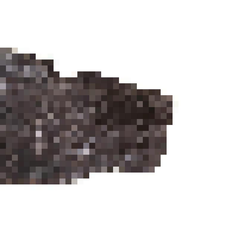 Аммонит (Ammonoidea). Порода с окаменелостями