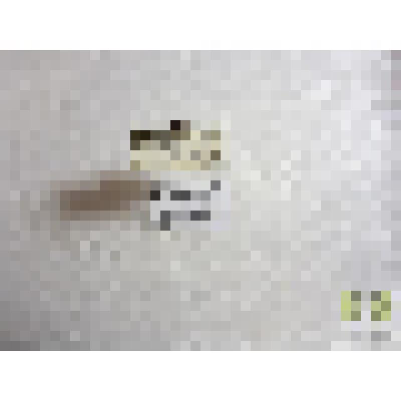 Гребец окаймленный  (Scarodytes halensis F.)