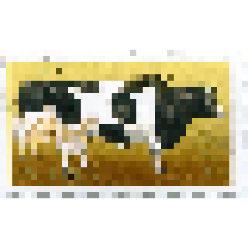 Марка почтовая. Животные бык и корова (Bos taurus taurus). Номинал 1,50 польских злотых