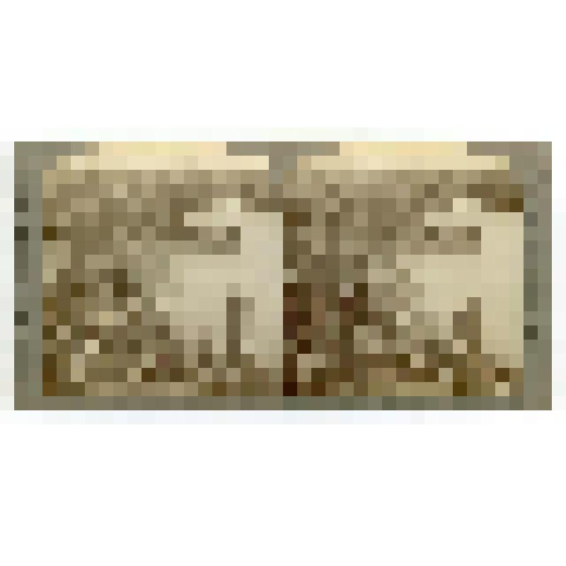 Италия. Сицилия. Цветущий папирус. Underwood & Underwood