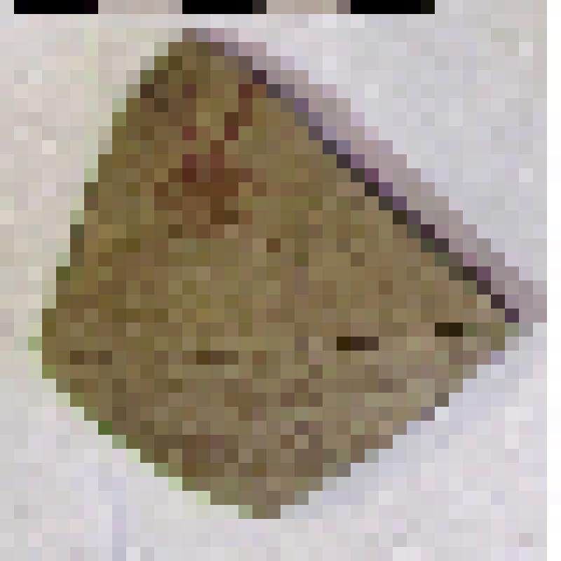 Фрагмент плеча с частью тулова амфоры типа D с дипинто