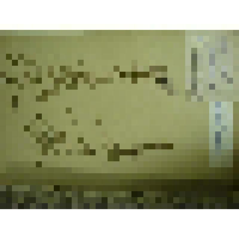 Гербарий. Мелкоцветник прямой, гербария М.И.Губельмана