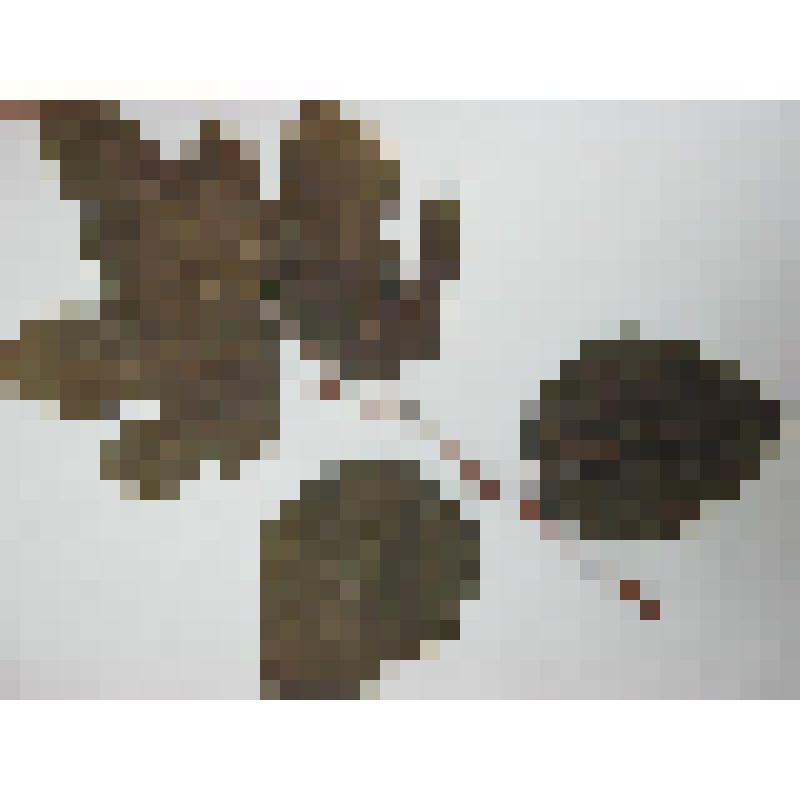 Гербарий. Шелковица атласная