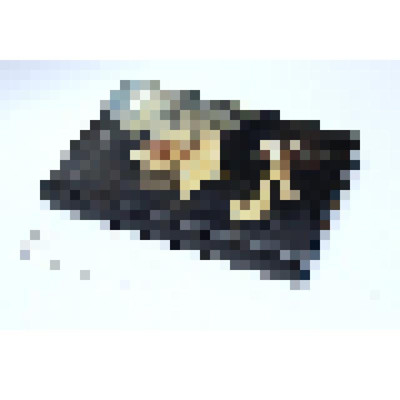 Книга. Россети черноокая. - М.: "Прогресс - Плеяда", 2003 год. С дарственной надписью В.П. Енишерлова, супруга Н.П. Колосовой