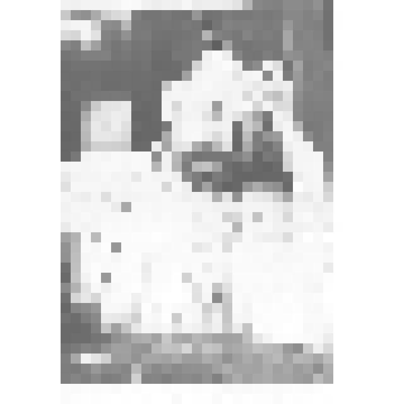 Петр Трифонович Мирошниченко. Копия с фото 1930-х гг