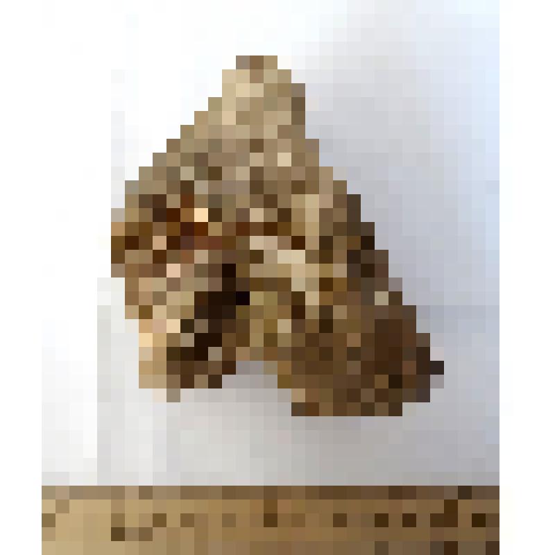 Обломок правой пяточной кости calcaneus dex таманского слона Archidiskodon meridionalis tamanensis