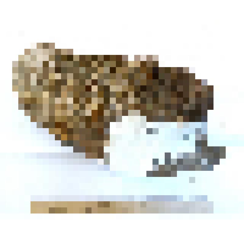 Фрагмент левой ветви нижней челюсти mandibula sin с зубами четвертой и пятой смены М1 и М2 sin таманского слона Archidiskodon meridionalis tamanensis