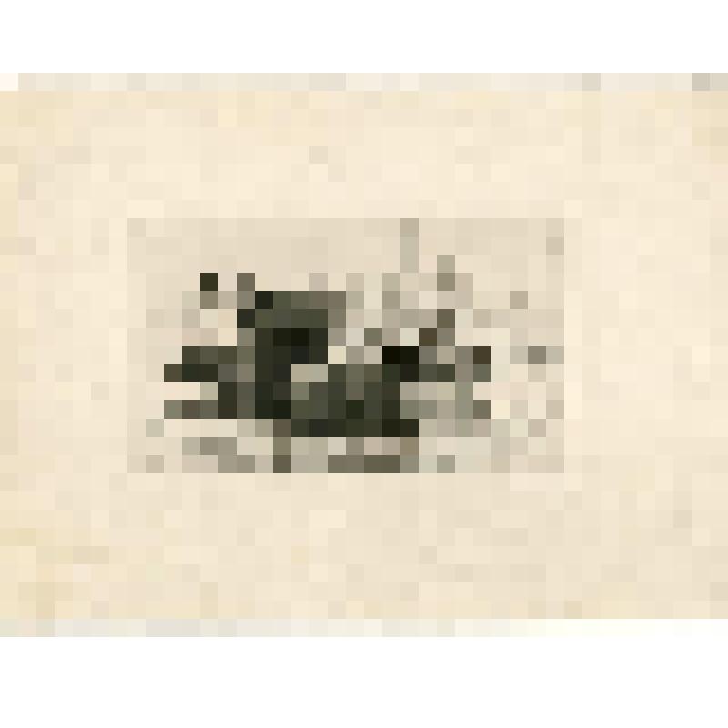 Коровы
