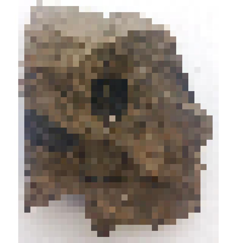 Отпечаток семени растения?