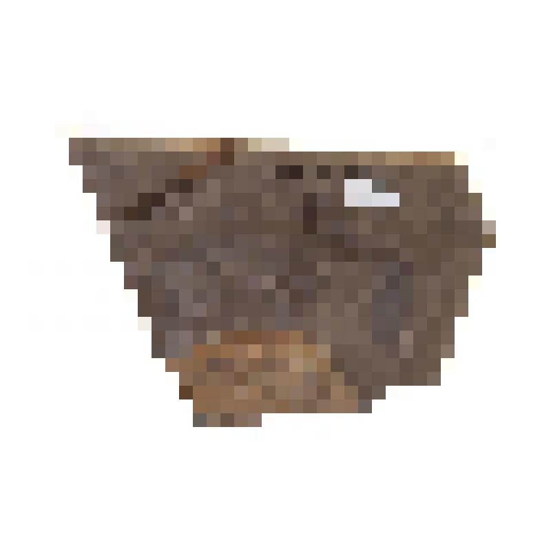 Высшие растение (Telomophyta). Отпечаток