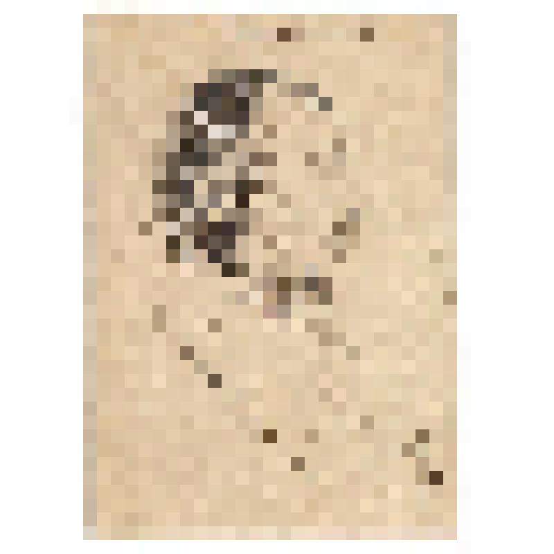 Рисунок. Портрет А.К. Бороздина