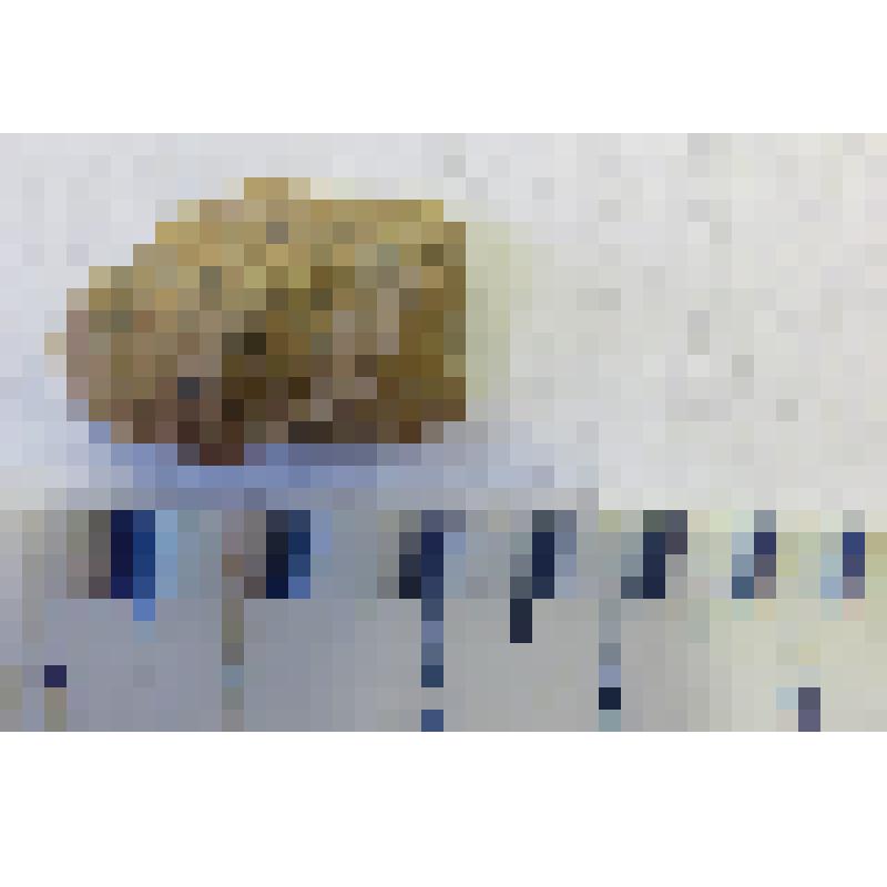 Отщеп средний. Из археологической коллекции поселения Проходная Лоза (совр. Кировская область, Малмыжский район), эпоха бронзы, эпоха камня (VI-II тыс. до н.э.)